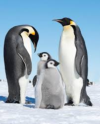 Populations are stable, and it is not currently at risk of extinction. Emperor Penguins On Thin Ice The Scientist Magazine