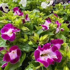 Image result for Torenia thouarsii