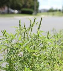 L'ambroisie est présente dans les terrains vagues, les bords de route, les terres agricoles et les terrains en cours d'aménagement (construction, travaux publics) ou. Ambroisie News Photos Videos