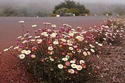 Image result for Erigeron steudelii