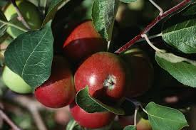 Apples How To Plant Grow And Harvest Apple Trees The