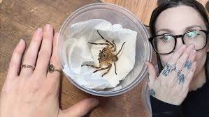 BITEY Problematic Wolf Spider Hilda gets a new LARGE PLANTED Coffin  Enclosure!.. Hogna carolinensis