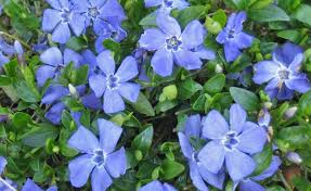 Vinca minor, or common periwinkle, is easy to propagate from division, stem cuttings and seed. Planting And Caring For The Lesser Periwinkle Vinca Minor Mygarden Com