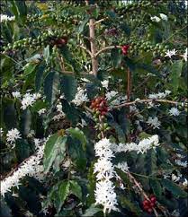 Human Flower Project Flowering Trees Coffee Bean Tree Flora Flowers
