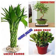 instagram photo by homes healing s alasfar via iconosquare feng shui fung shui diy plants