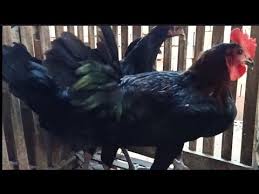 Ayam Kampung Jenis Ini Bisa Untuk Pedaging Maupun Petelur Youtube Ternak Ayam