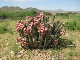 Image result for Hoodia currorii