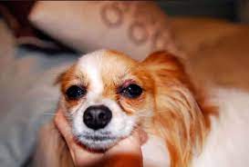 Sty On Dog S Eyelid How To Get Rid Of It At Home Dogs Cats Pets