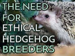The Need For Ethical Hedgehog Breeders Hedgehog Breeders Baby Hedgehog Hedgehog Pet