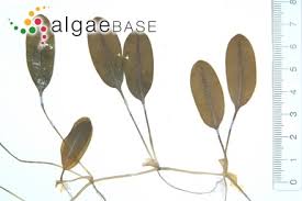 Image result for Halophila ovalis