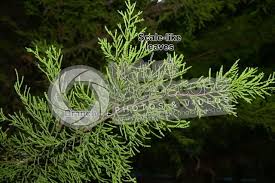 Image result for Cupressus macrocarpa