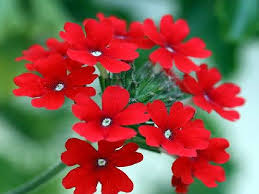 See more ideas about red flowers, flowers, red. Beautiful Red Flowers