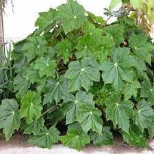 Begonia Ricinifolia Immense Plants Shade Garden Planting Flowers