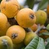 These lists can serve as a guide for selecting trees for your area. 1