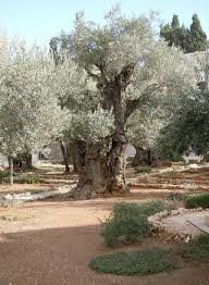 Mount Of Olives After The Last Supper Jesus Led His Disciples To The Garden Of Gethsemane And Asked Th Garden Of Gethsemane Holy Land Israel Mount Of Olives