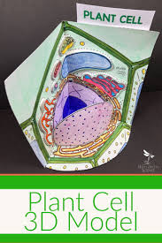 Cell Model Plant Cell 3d Cell Model Plant Cell Model Plant Cell