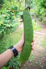 Image result for Canavalia gladiata