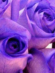 Lavender cottage lavender garden lavender blue lavender flowers love flowers beautiful flowers drying lavender lavender soap french lavender fields. Purple Flowers For Sale Lavendar Flowers Flower Explosion
