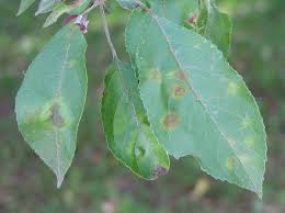An infected tree suffers dieback eventually. Apple Scab Of Apples And Crabapples Umn Extension
