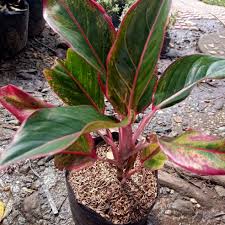 From full sun or artificial light to low light watering: Aglaonema Red Siam Plants Lazada Ph