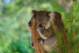 Image result for koalas