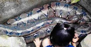 Dari ular yang berbisa sampai ular yang tidak berbisa namun tidak kalah bahayanya dibanding ular berbisa. Ular Sanca Raksasa Dari Jogja Ini Kemungkinan Terbesar Di Dunia Jogja Yogyakarta Istimewa