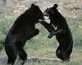 Image result for 4 bears from Japan