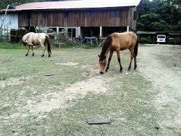 Contact rumah untuk dijual (kedah) on messenger. Facebook