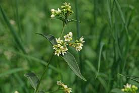 Image result for Vincetoxicum