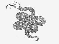 Get inspired by our community of talented artists. 59 Coiled Snake Designs Ideas Snake Design Snake Snake Illustration