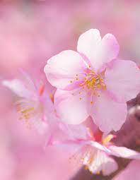 Pin On Spectacular Flowers And Heavenly Gardens
