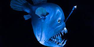 Bbc Earth Home Deep Sea Creatures Cool Sea Creatures Ocean Creatures