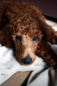 Pictures of miniature poodles for sale. Maple Roux A Red Standard Poodle Puppy 8 Weeks Poodle Puppy Standard Poodle Poodle