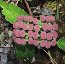 Image result for Emilia pseudactis