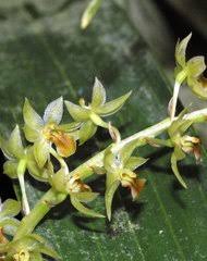 Image result for Diaphananthe odoratissima