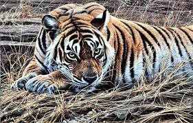 Resting Tiger By Alan M Hunt By Alan M Hunt In 2020 Wildlife Artists Tiger Artwork Wildlife Paintings
