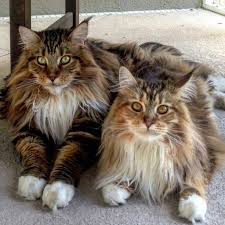 Titrek Kedi Sendromu Cerebellar Hypoplasia Nedir 2020 Norvec Orman Kedisi Kediler Ve Yavrulari Kedileri Seviyorum