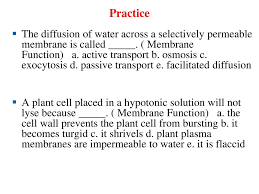 A cell whose cytoplasm has a concentration of 0.02 molar glucose is placed in a test tube of water containing 0.02 molar a) the animal cell is in a hypotonic solution, and the plant cell is in an isotonic solution. Chapter 5 The Working Cell Ppt Download