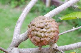 Nona gaye is best known for being an american singer and former actress. Mulwo Fruit Or Also Called Buah Nona Or Annona Reticulata Stock Photo Picture And Royalty Free Image Image 97656312