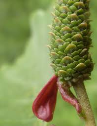 Image result for Tinnea galpinii