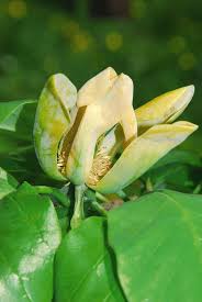Image result for Pteronia acuminata