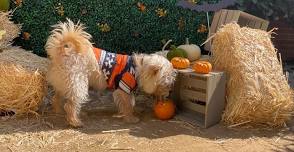 Howl-o-Ween