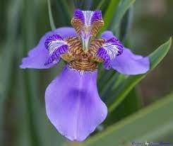 Macros Falso Iris Lirio Roxo Lirio Roxo Das Pedras Li Flickr