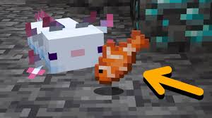 Speaking of blue axolotls, they're incredibly special in several ways.first of all, they're the rarest type of axolotl color. How To Tame Axolotls In Minecraft Caves Cliffs Food Location And More Firstsportz