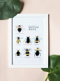 Collection Of British Bees Print A4 A3 Etsy British Bees Bee Print Bee Illustration