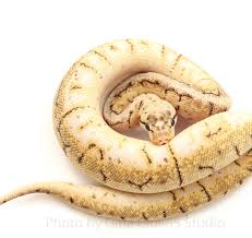 The axanthic ball python is a recessive mutation that produces a snake that has varying shades of silver/grey, white, black, and brown. Ball Python Morph History Reptiles Magazine