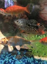 Neon Dwarf Gourami Tropical Fish Aquarium Freshwater Aquarium Fish Live Aquarium Fish