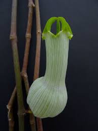 Image result for Ceropegia circinata