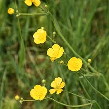 Image result for Ranunculus acris