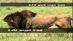 Survival Techniques In The Animal World An Award Winning Documentary Youtube